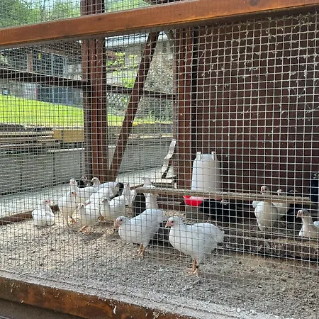 Erholung Im Wald - Mit Schwimmbad Appartement *